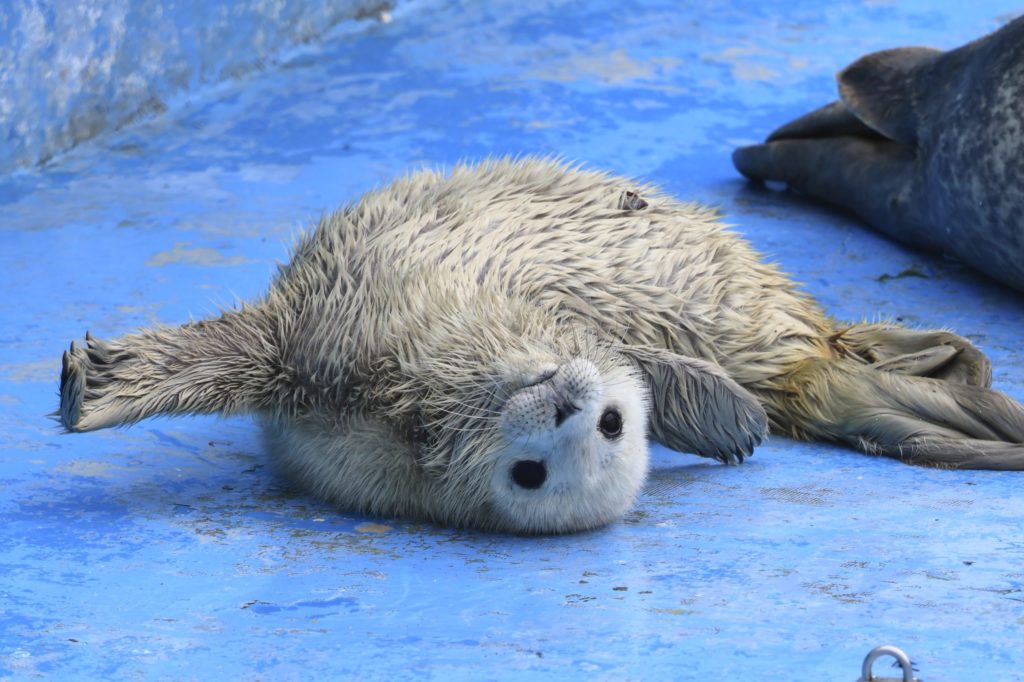 あざらし様38 ゼニガタアザラシ｜観光スポット｜【公式】北海道の観光・旅行情報